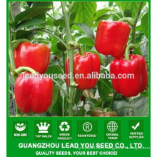 NSP08 Dahong F1 hybrid sweet pepper seeds prices bell pepper